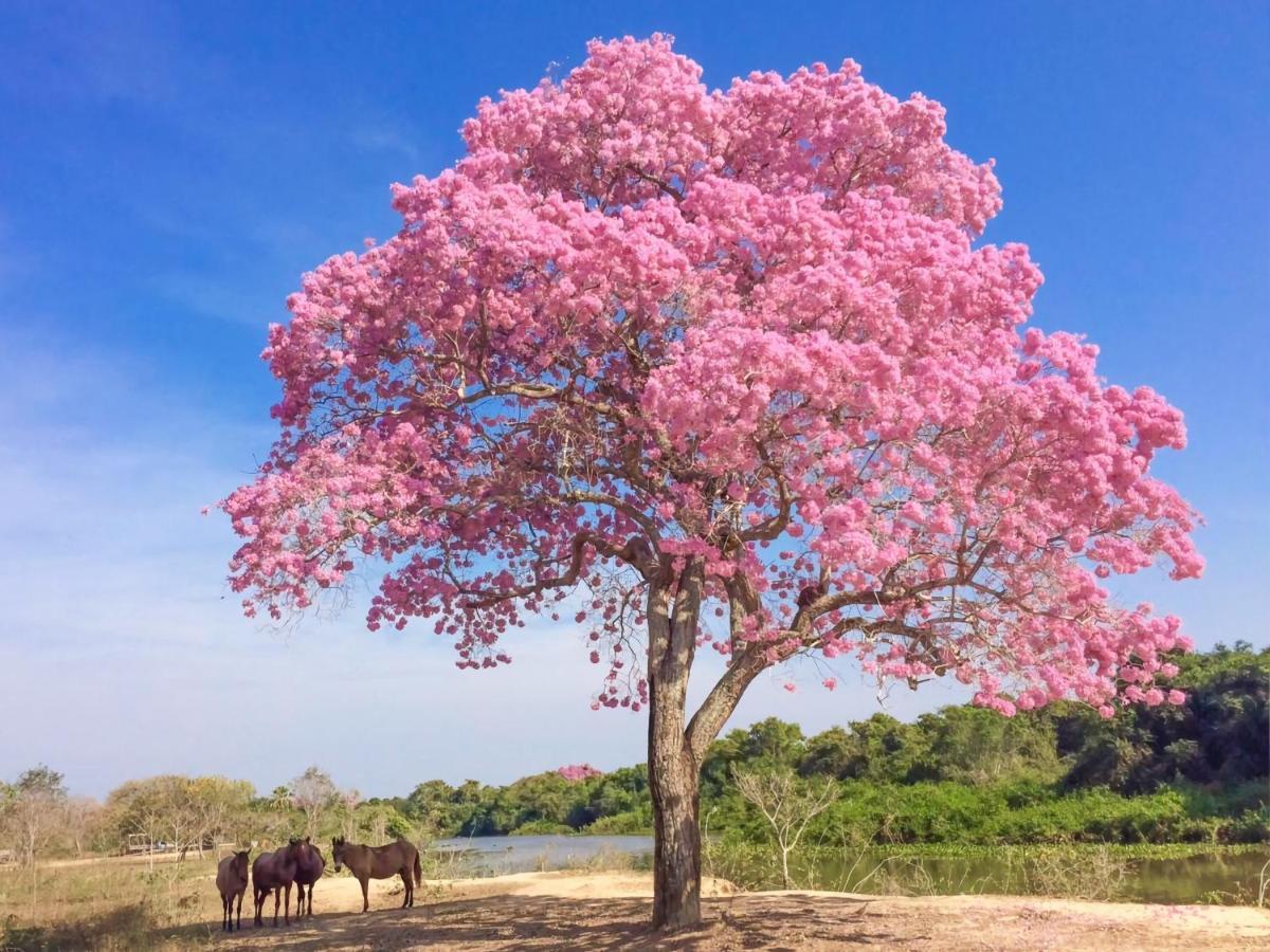 Southwild Pantanal Lodge Pixaim Exterior foto