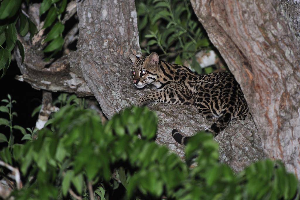 Southwild Pantanal Lodge Pixaim Exterior foto